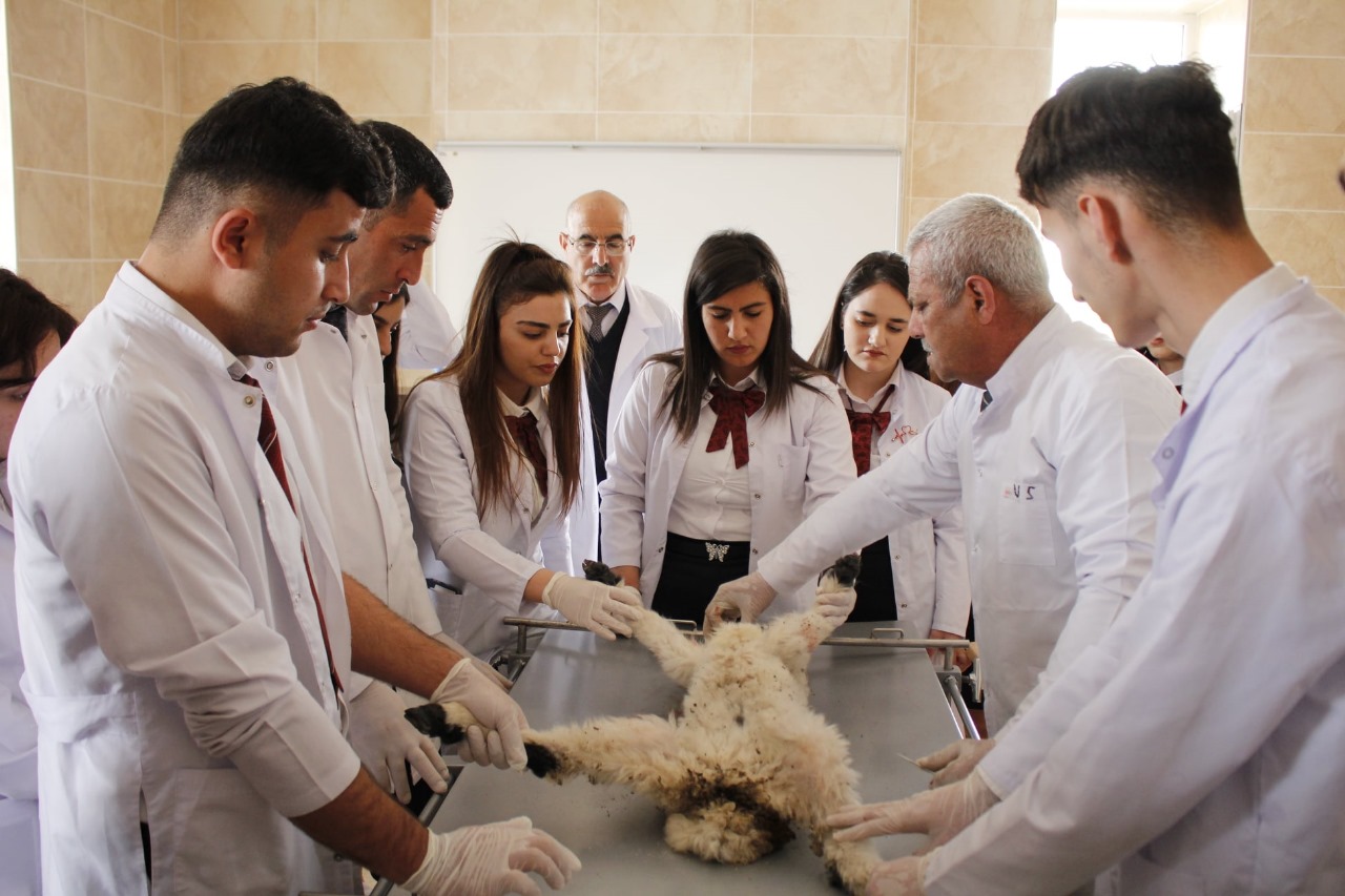Faculty and Students of Nakhchivan State University Conduct Animal Vaccination